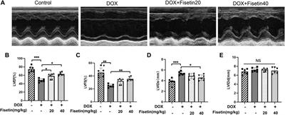 Fisetin Attenuates Doxorubicin-Induced Cardiomyopathy In Vivo and In Vitro by Inhibiting Ferroptosis Through SIRT1/Nrf2 Signaling Pathway Activation